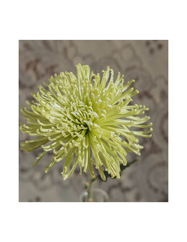 Green Spider Mums 10 Stems - Wholesale Fuji Chrysanthemums