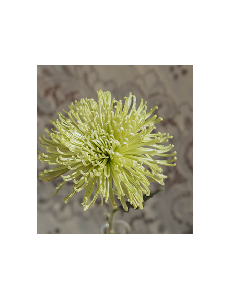Green Spider Mums 10 Stems - Wholesale Fuji Chrysanthemums