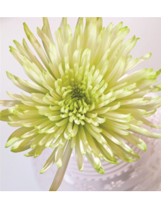 Green Spider Mums 10 Stems - Wholesale Fuji Chrysanthemums 2