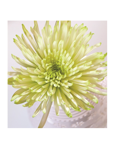 Green Spider Mums 10 Stems - Wholesale Fuji Chrysanthemums