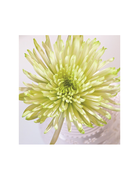 Green Spider Mums 10 Stems - Wholesale Fuji Chrysanthemums