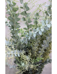 Fresh Acacia Knifeblade Foliage | Wholesale Specialty Greenery