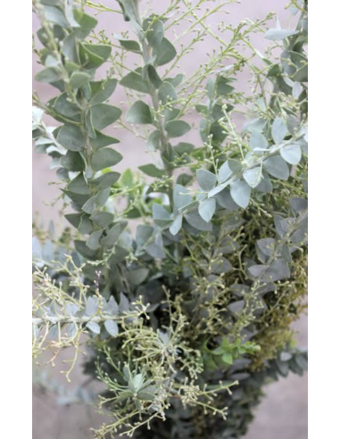 Fresh Acacia Knifeblade Foliage | Wholesale Specialty Greenery