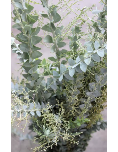 Fresh Acacia Knifeblade Foliage | Wholesale Specialty Greenery