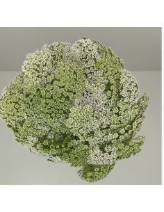 Fresh Green Mist Stems (Grower's Bunch) | Wholesale Filler Flowers 2