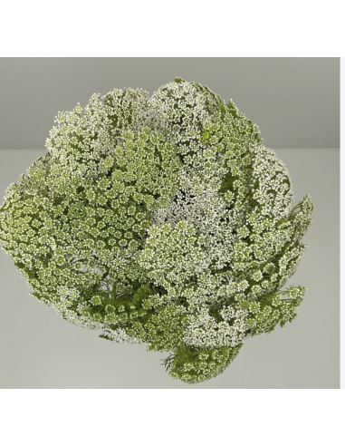 Fresh Green Mist Stems (Grower's Bunch) | Wholesale Filler Flowers