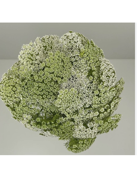 Fresh Green Mist Stems (Grower's Bunch) | Wholesale Filler Flowers