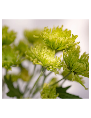 Green Spider Mums 10 Stems - Wholesale Fuji Chrysanthemums
