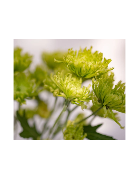 Green Spider Mums 10 Stems - Wholesale Fuji Chrysanthemums