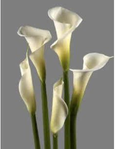 Large Calla Lily 6 Stem Bunch - Fresh Wholesale Flowers