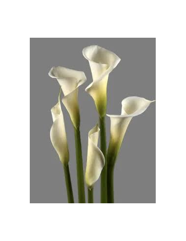 Large Calla Lily 6 Stem Bunch - Fresh Wholesale Flowers
