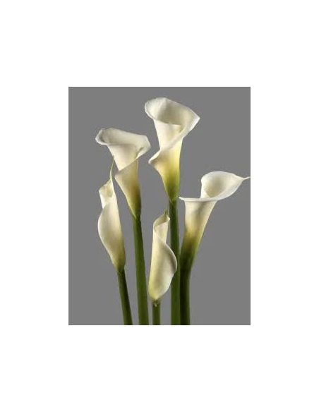 Large Calla Lily 6 Stem Bunch - Fresh Wholesale Flowers