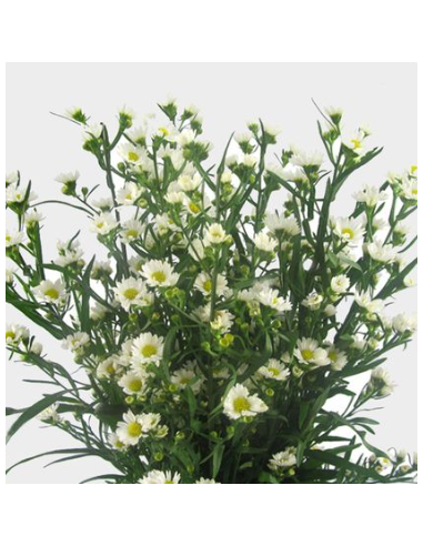 White Monte Casino Aster 10 Stems - Wholesale Filler Flowers