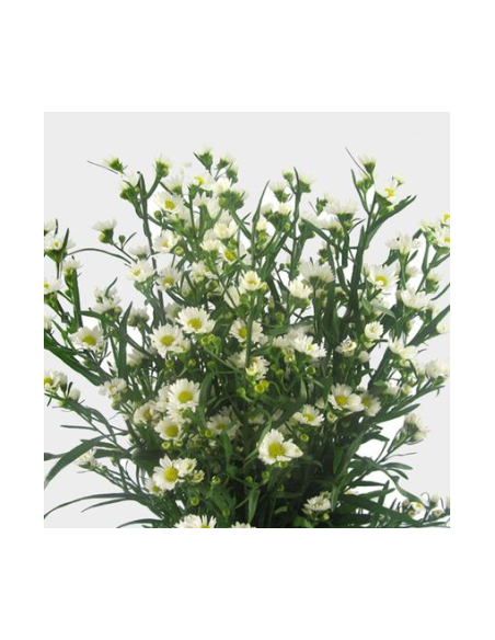 White Monte Casino Aster 10 Stems - Wholesale Filler Flowers