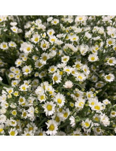 White Monte Casino Aster 10 Stems - Wholesale Filler Flowers 2