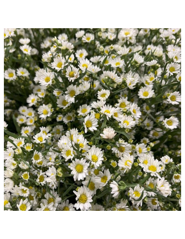 White Monte Casino Aster 10 Stems - Wholesale Filler Flowers