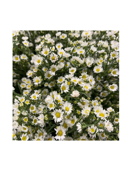 White Monte Casino Aster 10 Stems - Wholesale Filler Flowers