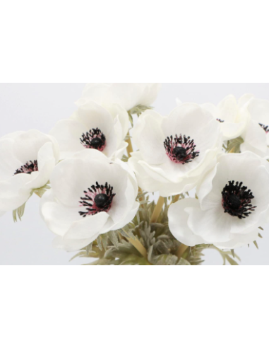 White Anemone 10 Stem Bunch - Wholesale Fresh Cut Flowers