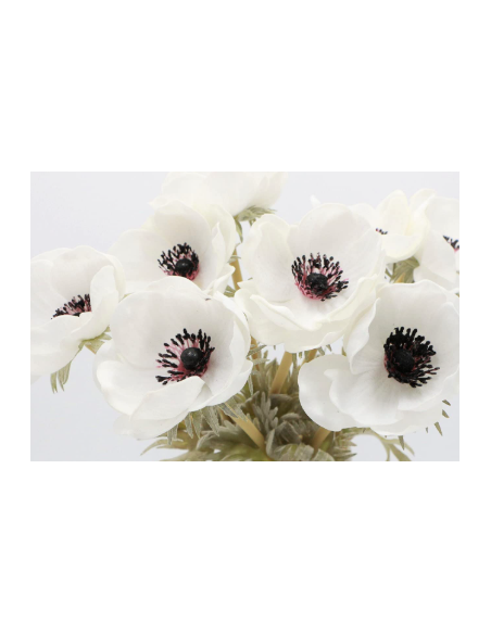 White Anemone 10 Stem Bunch - Wholesale Fresh Cut Flowers