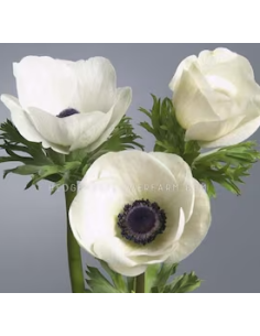 White Anemone 10 Stem Bunch - Wholesale Fresh Cut Flowers 2