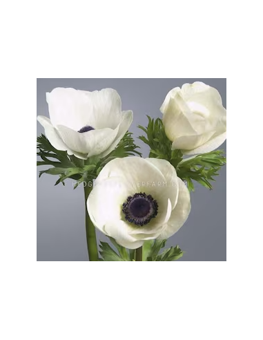 White Anemone 10 Stem Bunch - Wholesale Fresh Cut Flowers