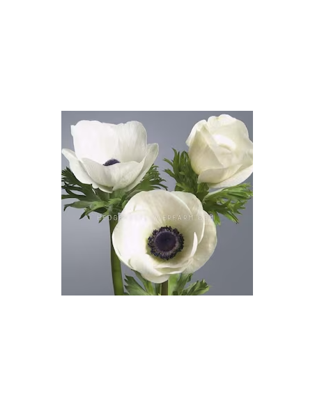 White Anemone 10 Stem Bunch - Wholesale Fresh Cut Flowers