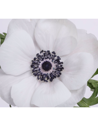 White Anemone 10 Stem Bunch - Wholesale Fresh Cut Flowers