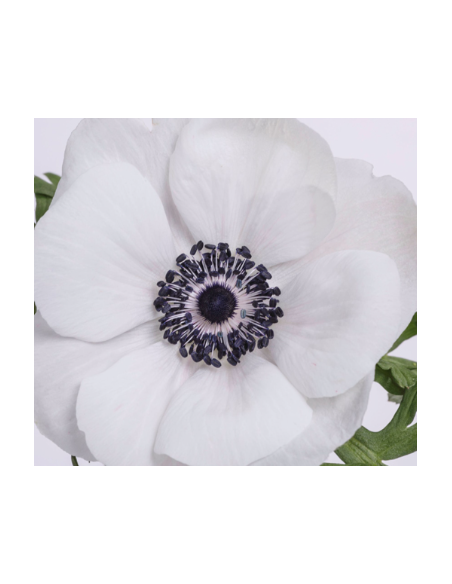 White Anemone 10 Stem Bunch - Wholesale Fresh Cut Flowers