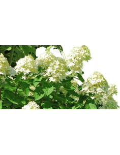 Pee Gee Hydrangeas 5 Stems - Wholesale Panicle Hydrangeas