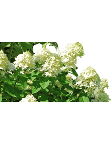 Pee Gee Hydrangeas 5 Stems - Wholesale Panicle Hydrangeas