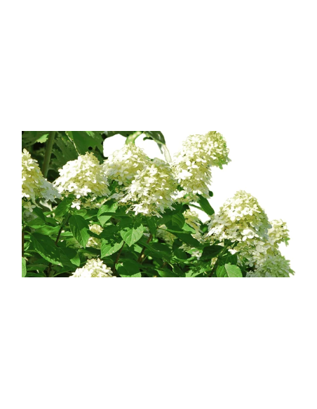 Pee Gee Hydrangeas 5 Stems - Wholesale Panicle Hydrangeas