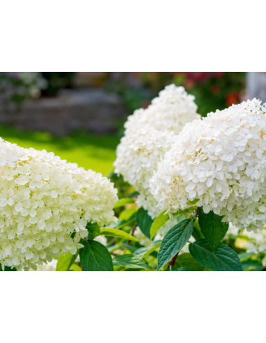 Pee Gee Hydrangeas 5 Stems - Wholesale Panicle Hydrangeas