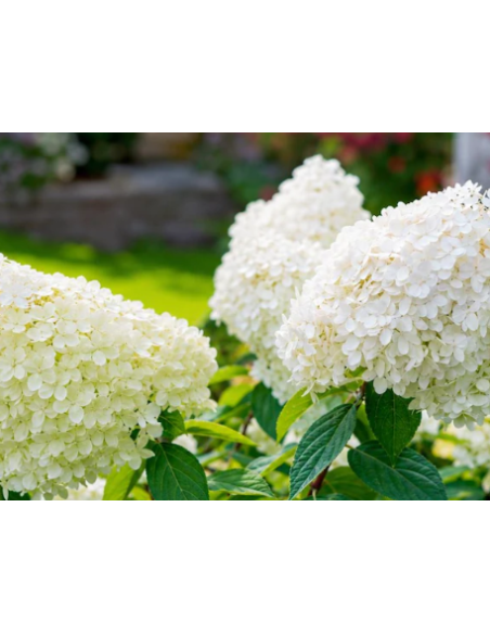 Pee Gee Hydrangeas 5 Stems - Wholesale Panicle Hydrangeas
