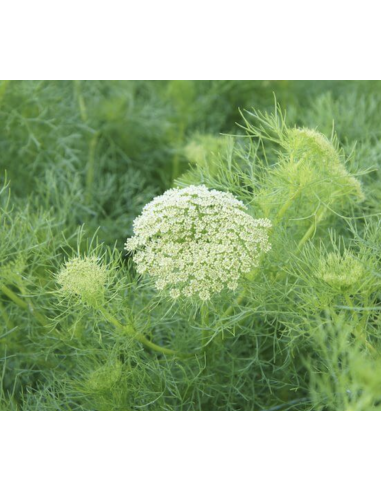 Fresh Green Mist Stems (Grower's Bunch) | Wholesale Filler Flowers