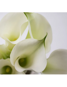 Mini White Calla Lily 10 Stem Bunch - Wholesale Fresh Flowers