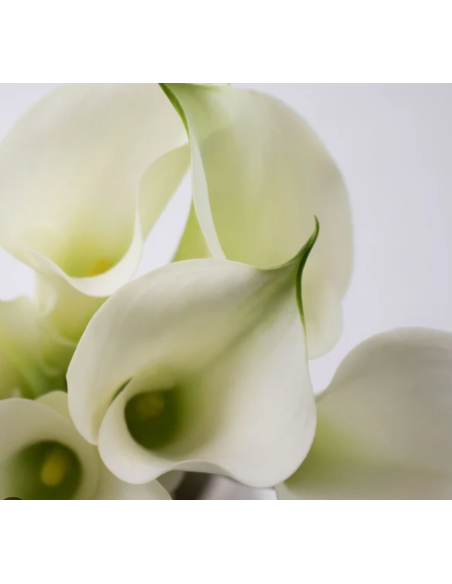 Mini White Calla Lily 10 Stem Bunch - Wholesale Fresh Flowers