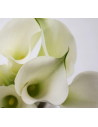 Mini White Calla Lily 10 Stem Bunch - Wholesale Fresh Flowers