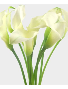 Mini White Calla Lily 10 Stem Bunch - Wholesale Fresh Flowers 2