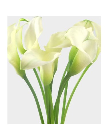 Mini White Calla Lily 10 Stem Bunch - Wholesale Fresh Flowers