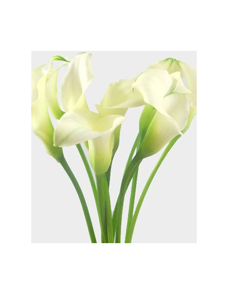 Mini White Calla Lily 10 Stem Bunch - Wholesale Fresh Flowers