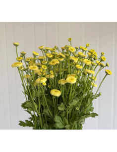 Yellow Button Feverfew Growers Bunch - Wholesale Fresh Flowers