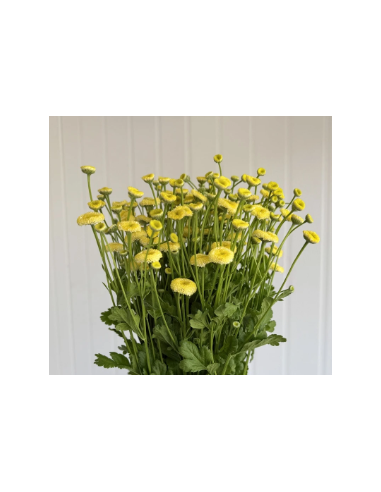 Yellow Button Feverfew Growers Bunch - Wholesale Fresh Flowers