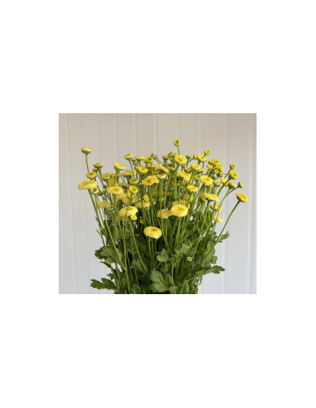 Yellow Button Feverfew Growers Bunch - Wholesale Fresh Flowers