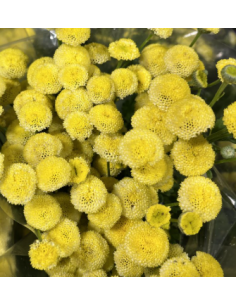Yellow Button Feverfew Growers Bunch - Wholesale Fresh Flowers 2