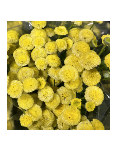 Yellow Button Feverfew Growers Bunch - Wholesale Fresh Flowers
