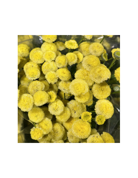 Yellow Button Feverfew Growers Bunch - Wholesale Fresh Flowers