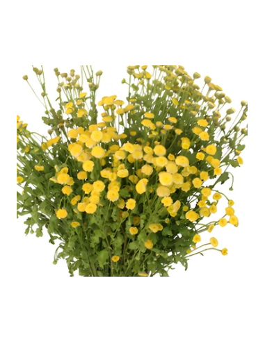 Yellow Button Feverfew Growers Bunch - Wholesale Fresh Flowers
