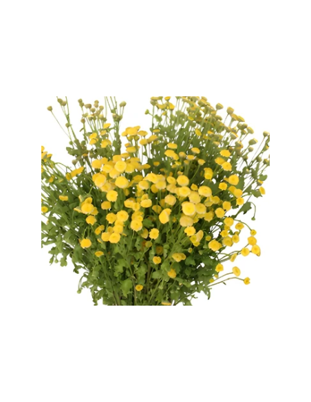 Yellow Button Feverfew Growers Bunch - Wholesale Fresh Flowers