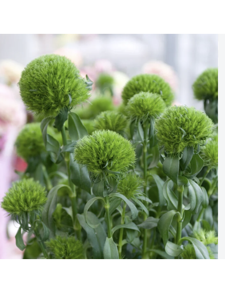 Fresh Green Trick Dianthus (10 Stems) | Wholesale Specialty Flowers