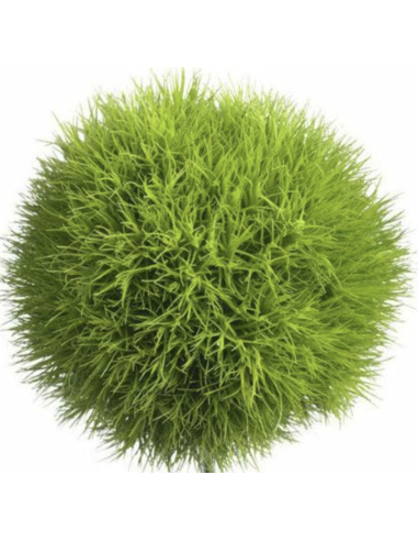 Fresh Green Trick Dianthus (10 Stems) | Wholesale Specialty Flowers